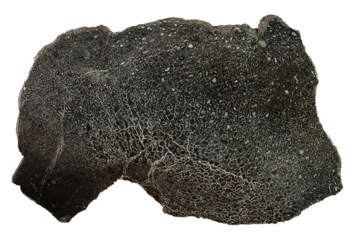 Polished Dinosaur Bone (Gembone) Section - Utah #151464